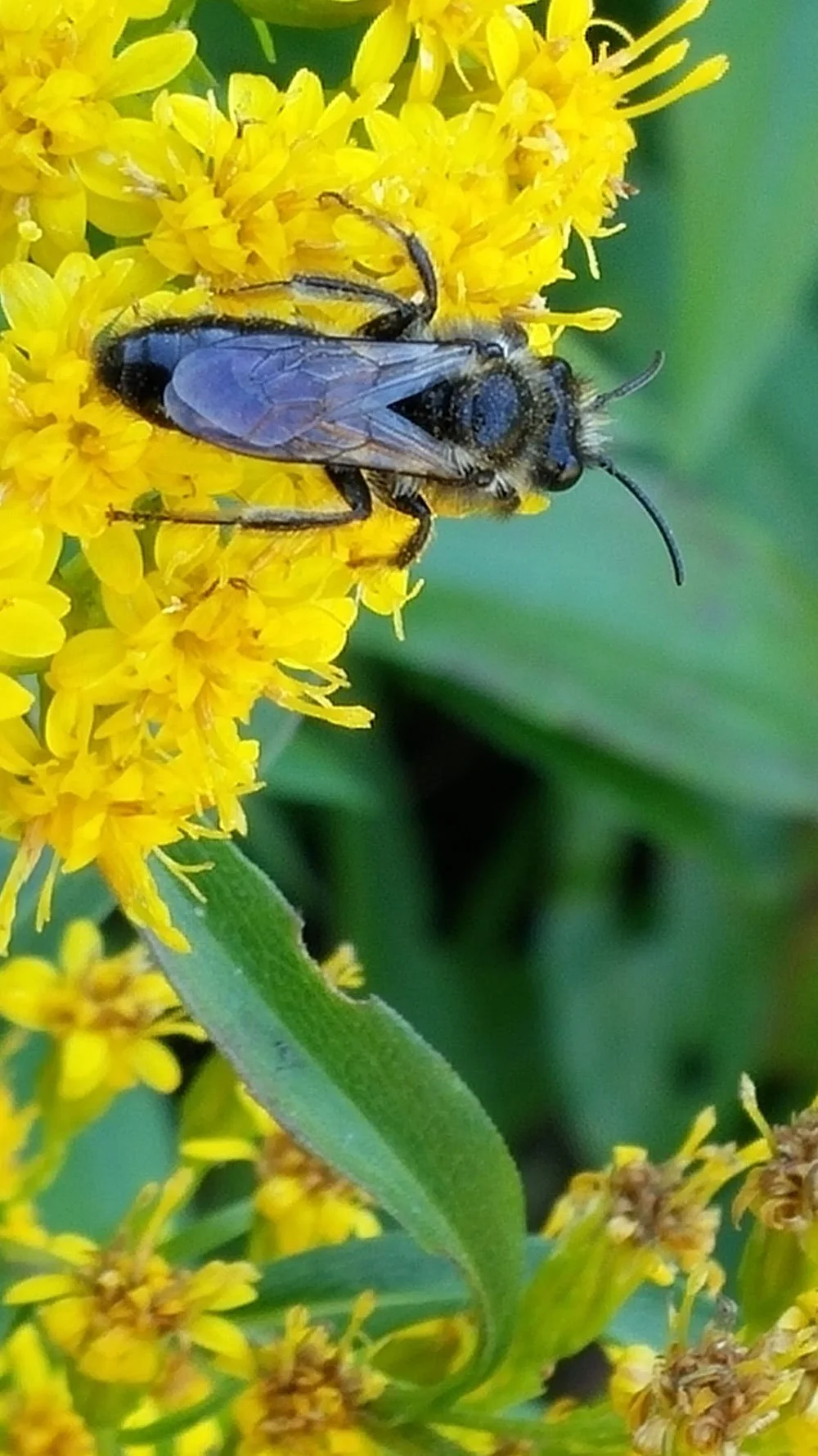 Bee friendly gardening Wellington