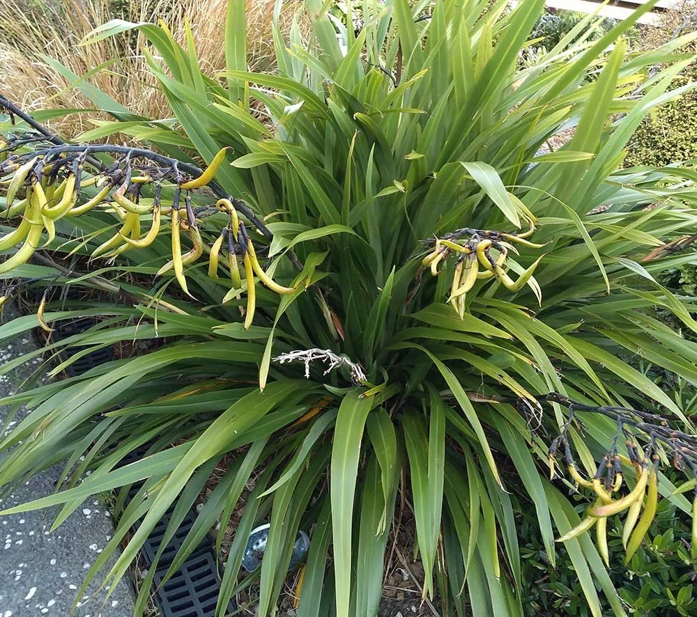 Ecological gardening services NZ