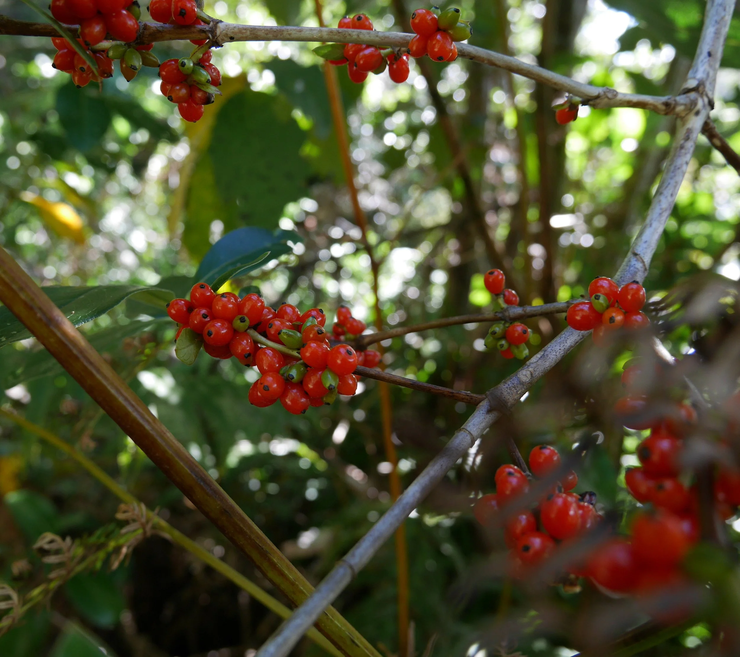 Eco gardening wellington
