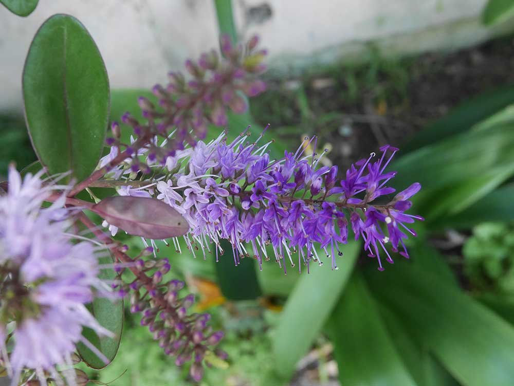 Consultation about your garden NZ