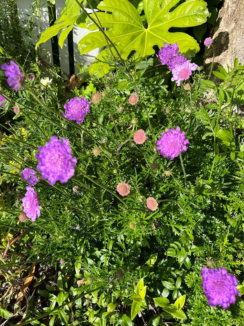 Garden plants in bloom