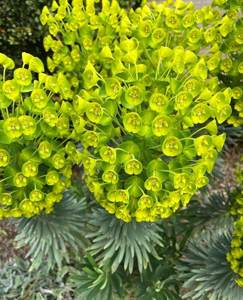 Ecological gardening Wellington NZ