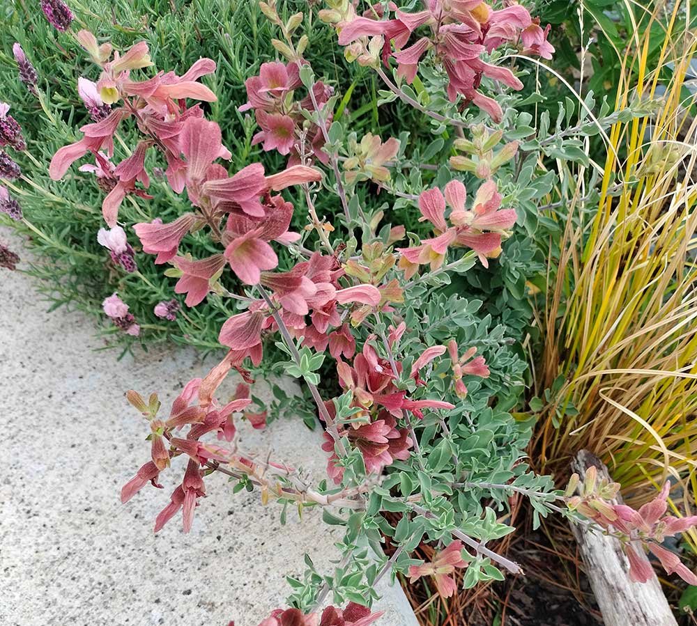 Seasonal garden maintenance using ecological methods