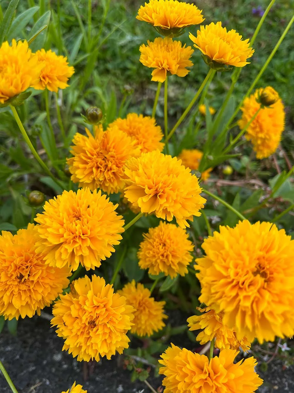 Caring for plants in outdoor garden in Wellington