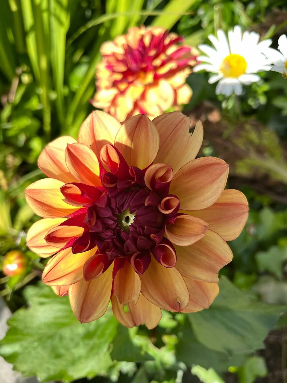 Flowering plants in garden