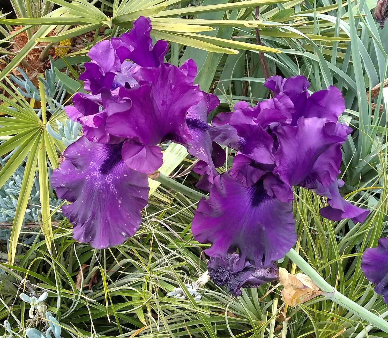 Gardening services Berhampore