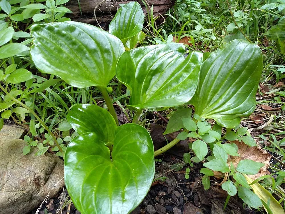 Wellington eco gardener