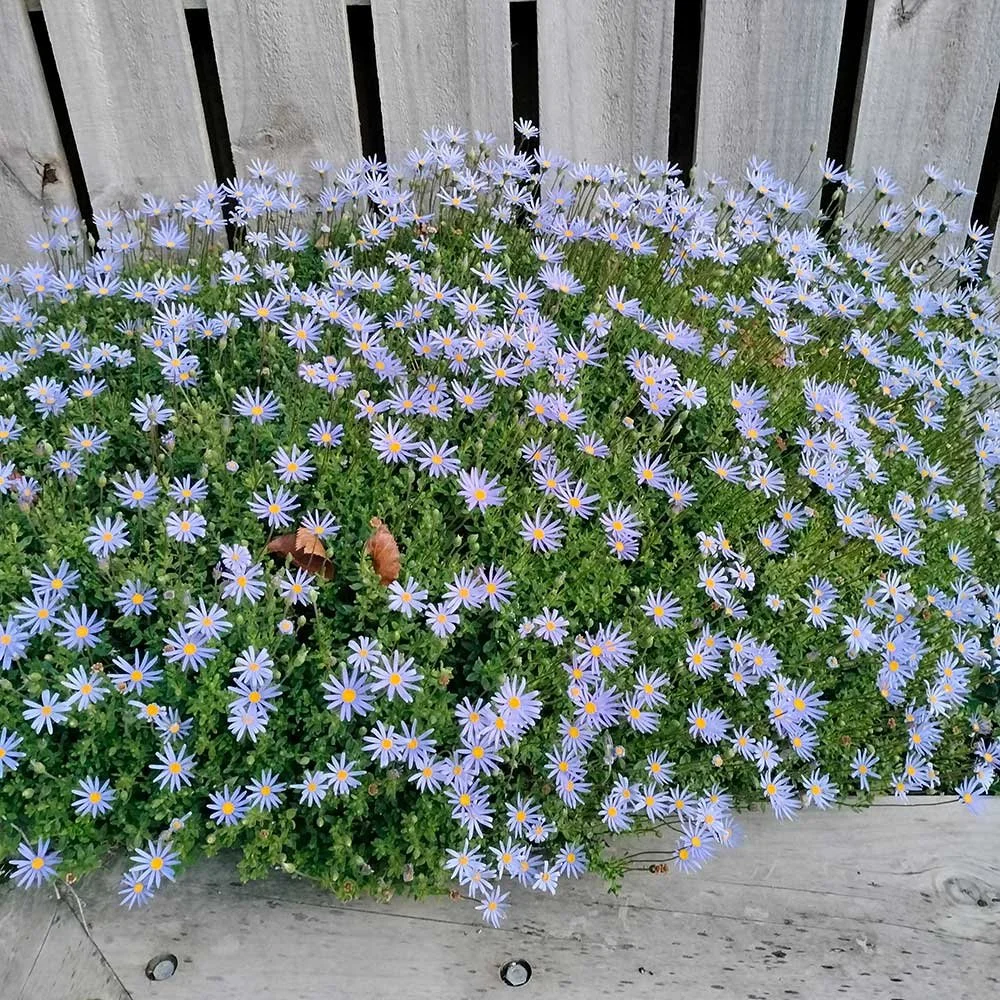 Experienced gardener wellington