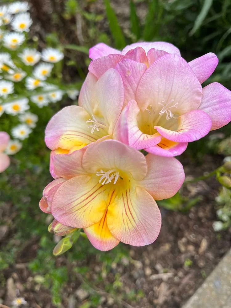 Spring garden advice Wellington