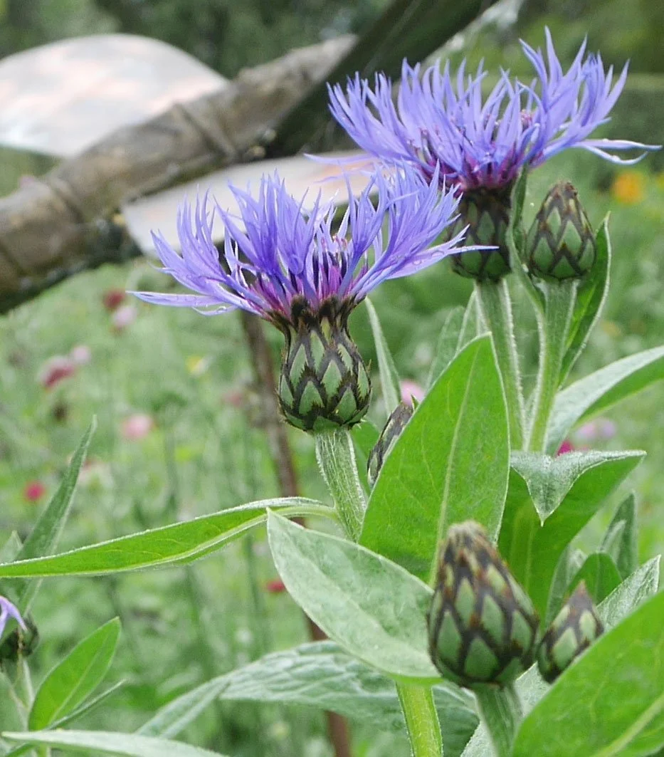 Advice on how to look after your garden in Wellington