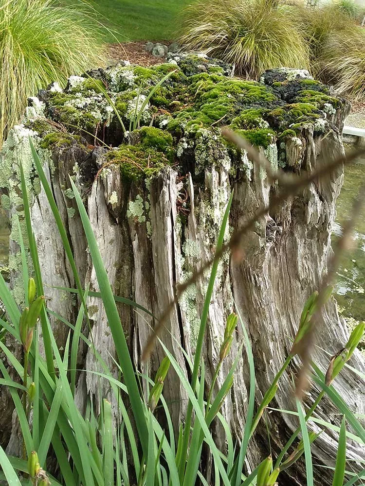 Natural gardening Wellington