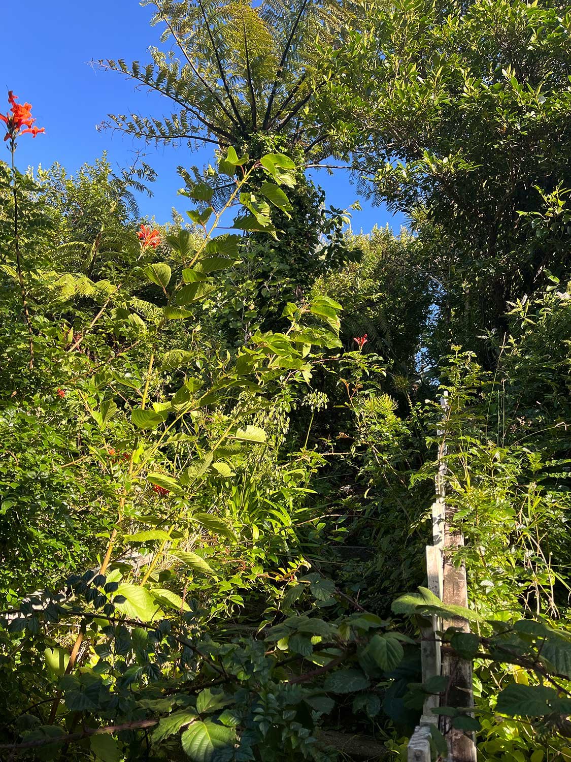 Overgrown wellington garden help