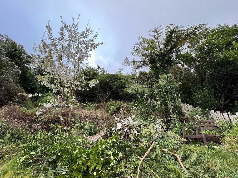 Extreme garden clearing wellington