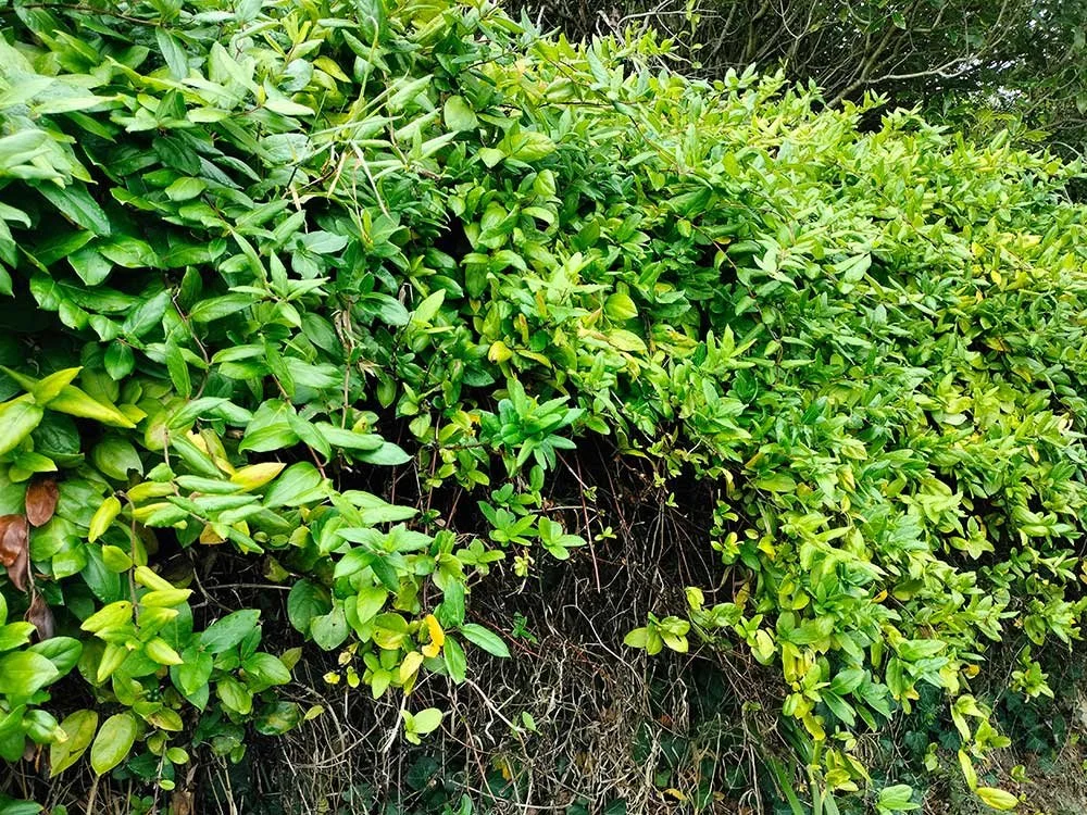 Invasive honeysuckle wellington