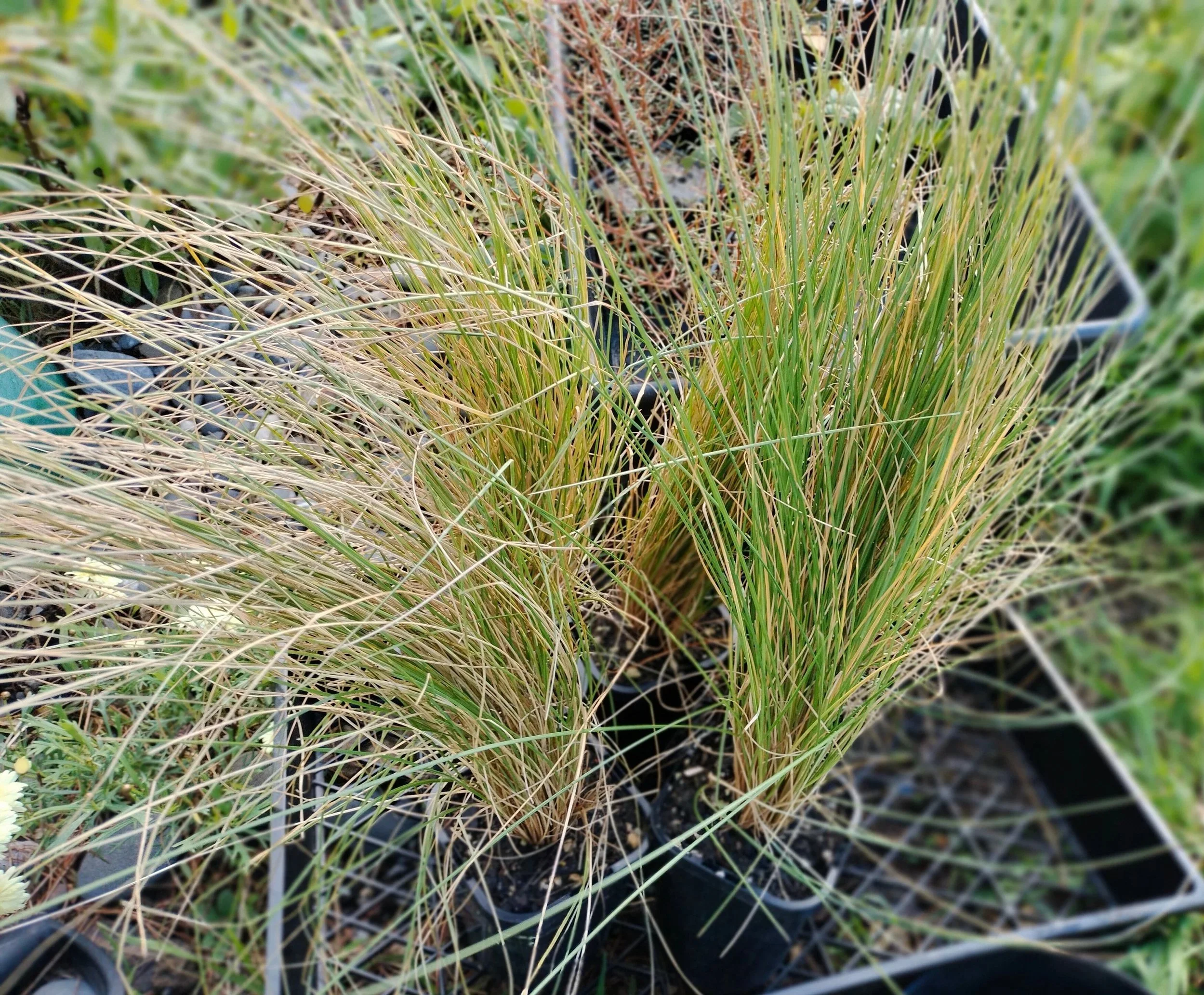 NZ native grass poa cita in plastic pots ready to plant
