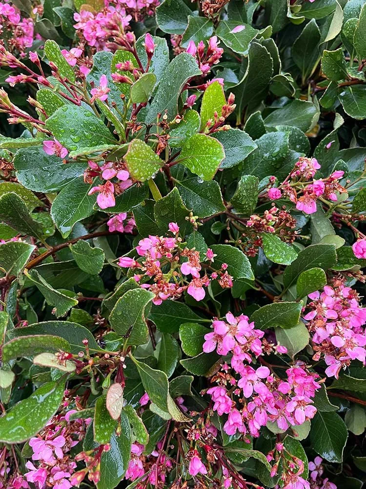 Advice on seasonal planting in Wellington