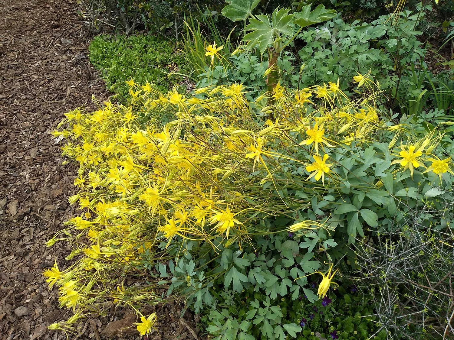 Lyall Bay wellington gardener