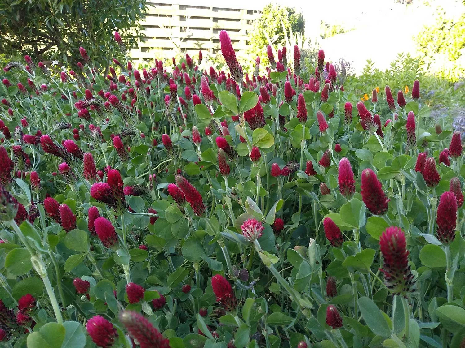 Crimson clover