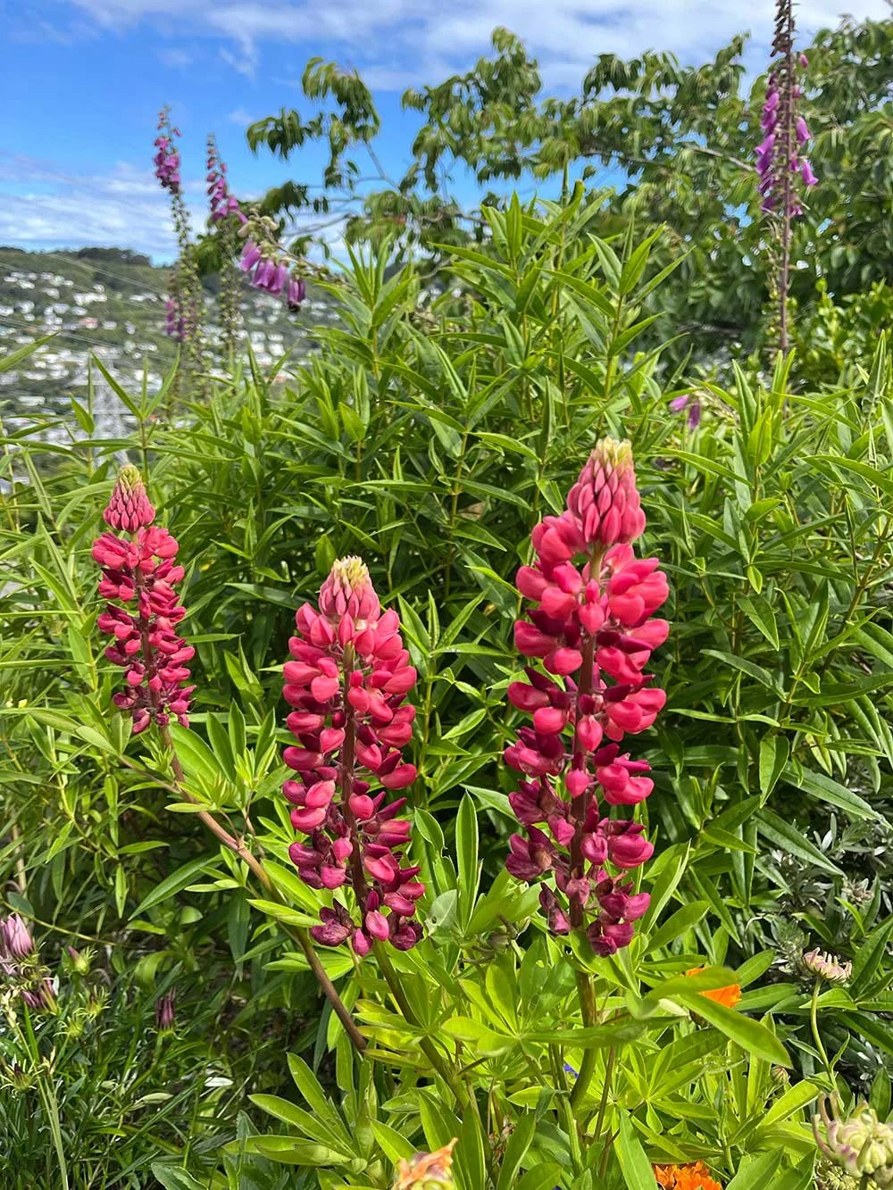 Gardeners in Wellington