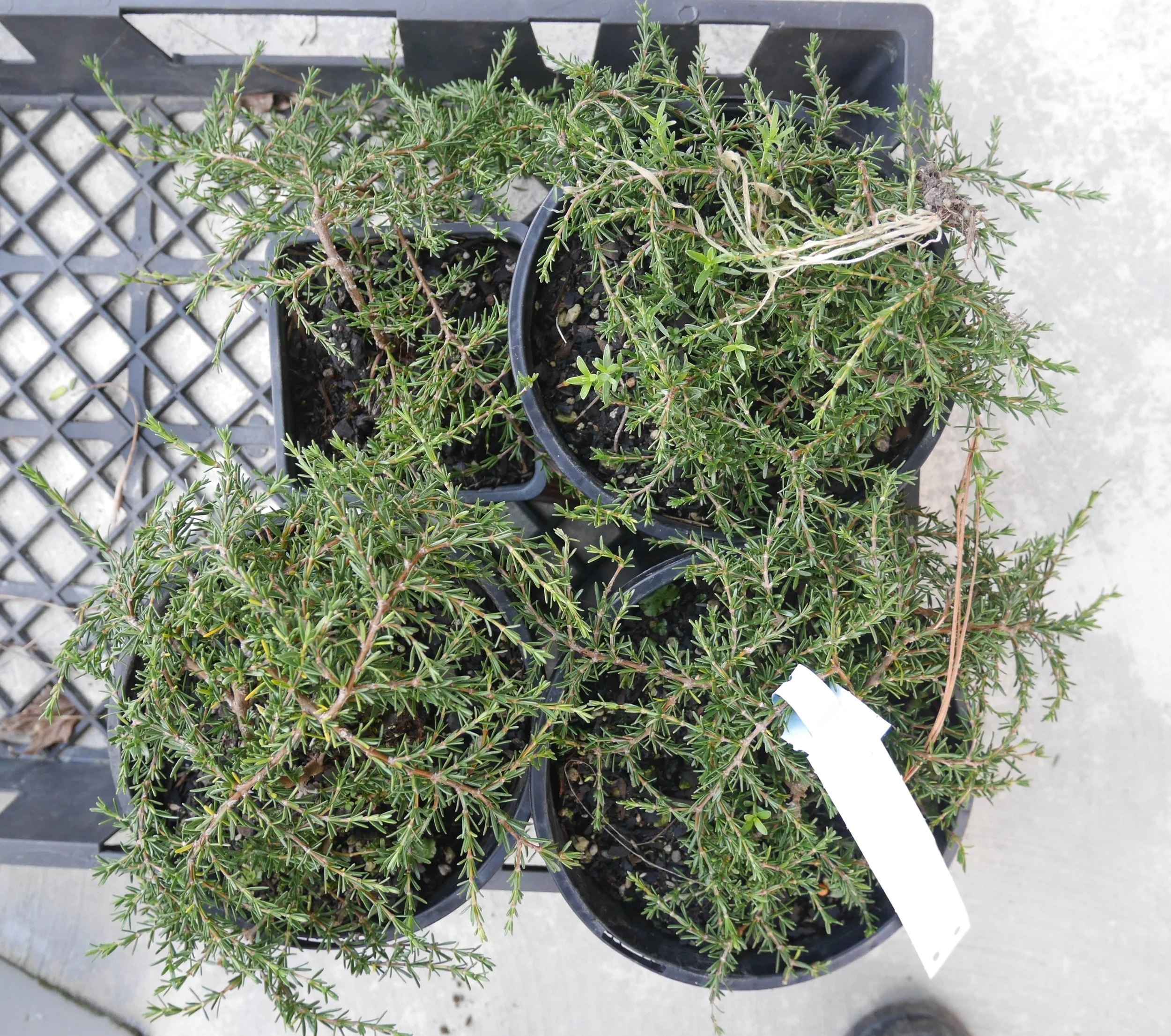 Coprosma Hawera a NZ native ground cover that helps suppress weeds.