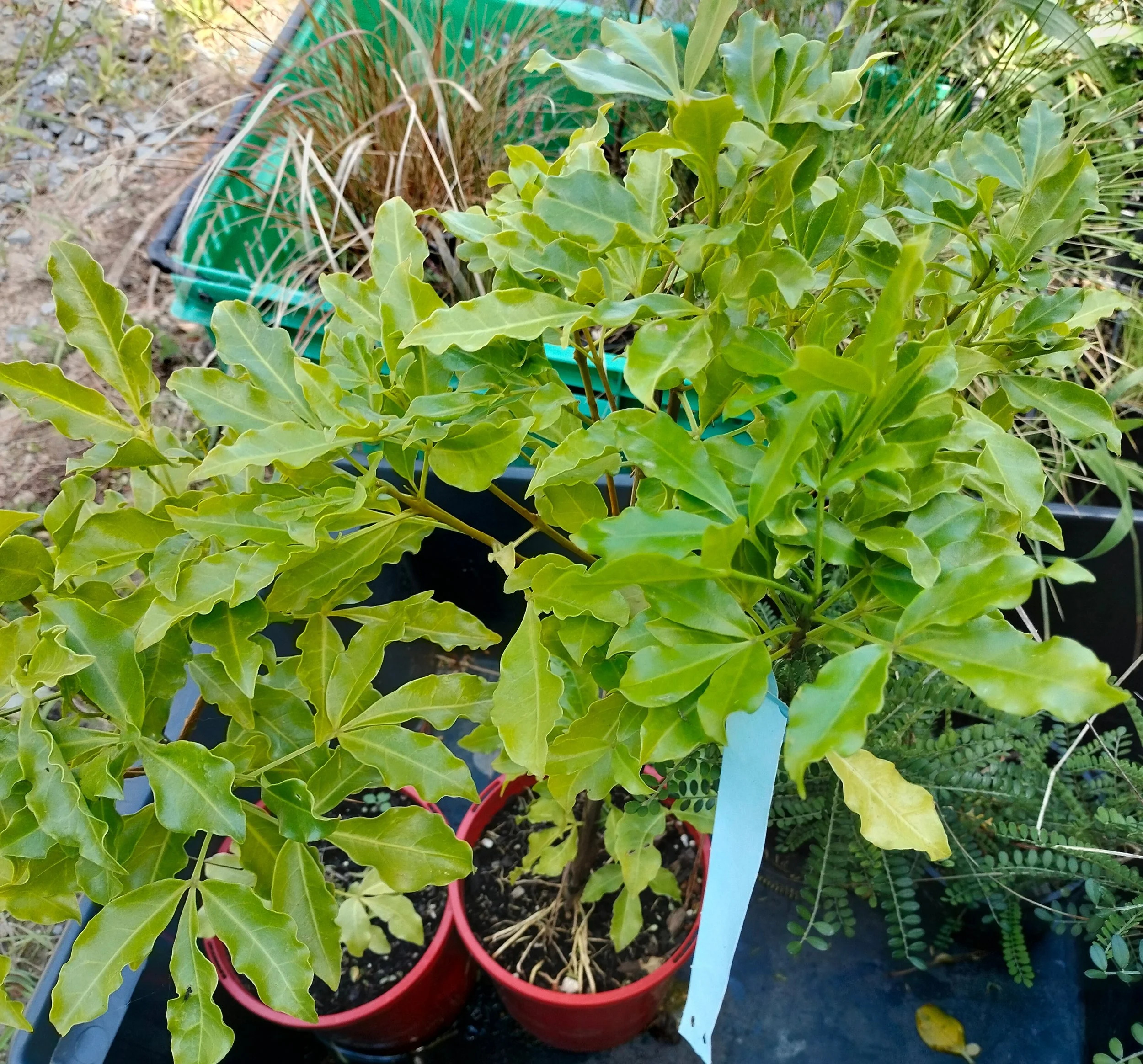 NZ native wharangi and grasses in pots and ready to plant for biodiversity.