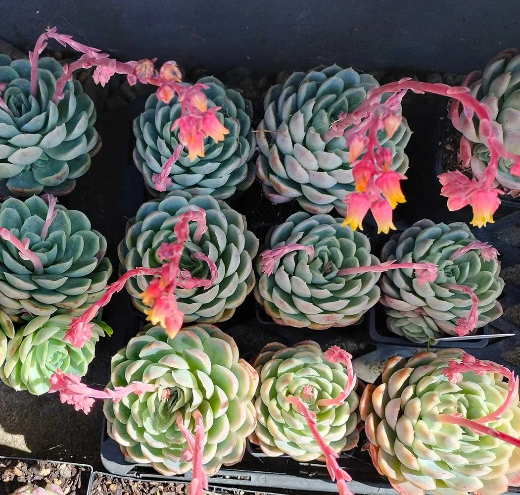 Succulent planting wellington