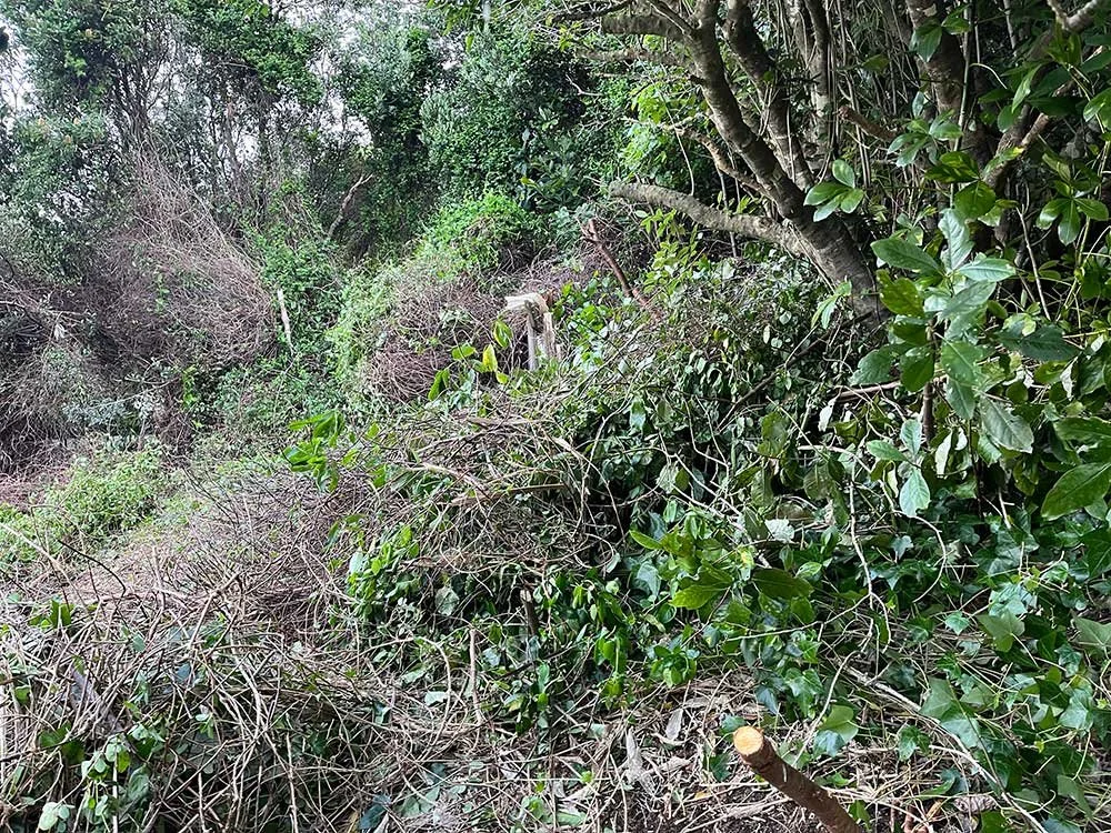 Invasive weed garden