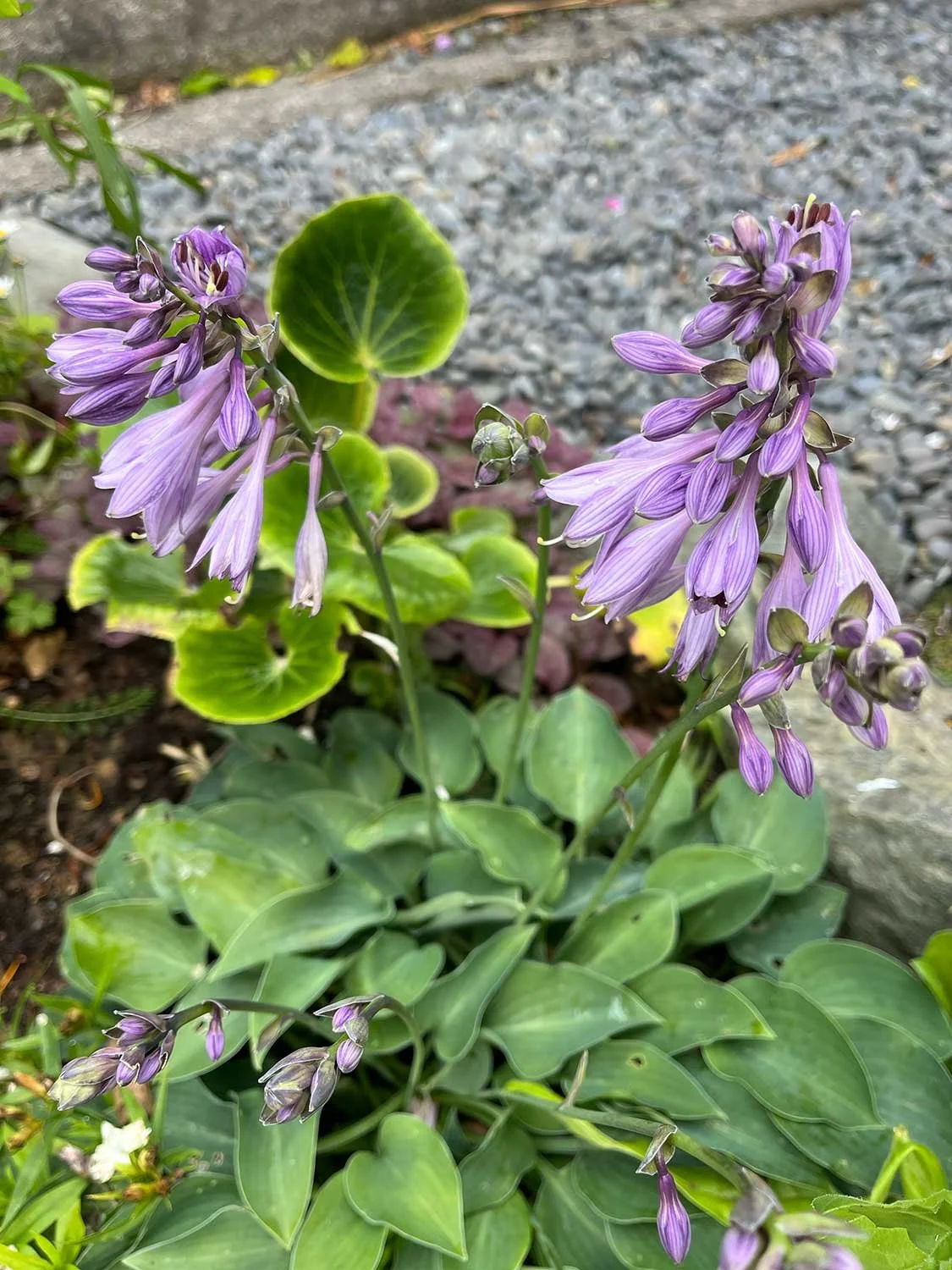Native and  wild plants NZ