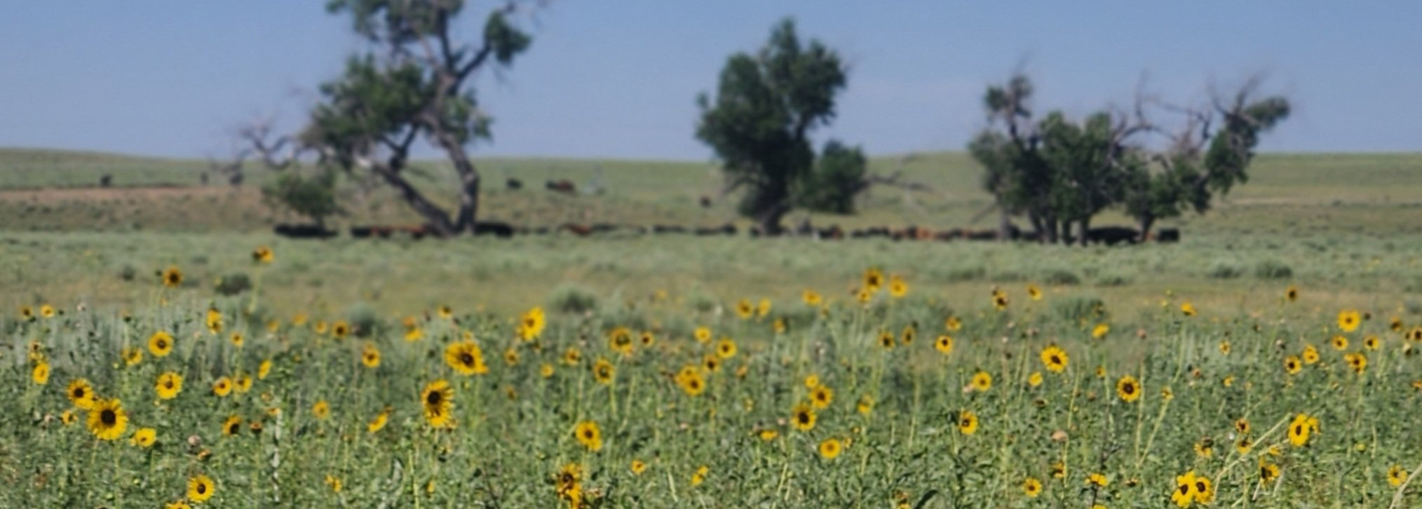 Sunny meadow filled with yellow sunflowers, hills in the background with a few trees, and grazing cattle under a blue sky.
