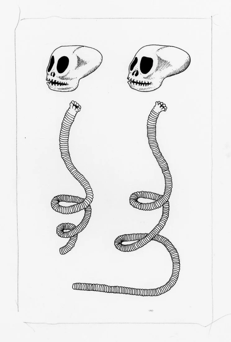 squirrel monkey skulls.jpg