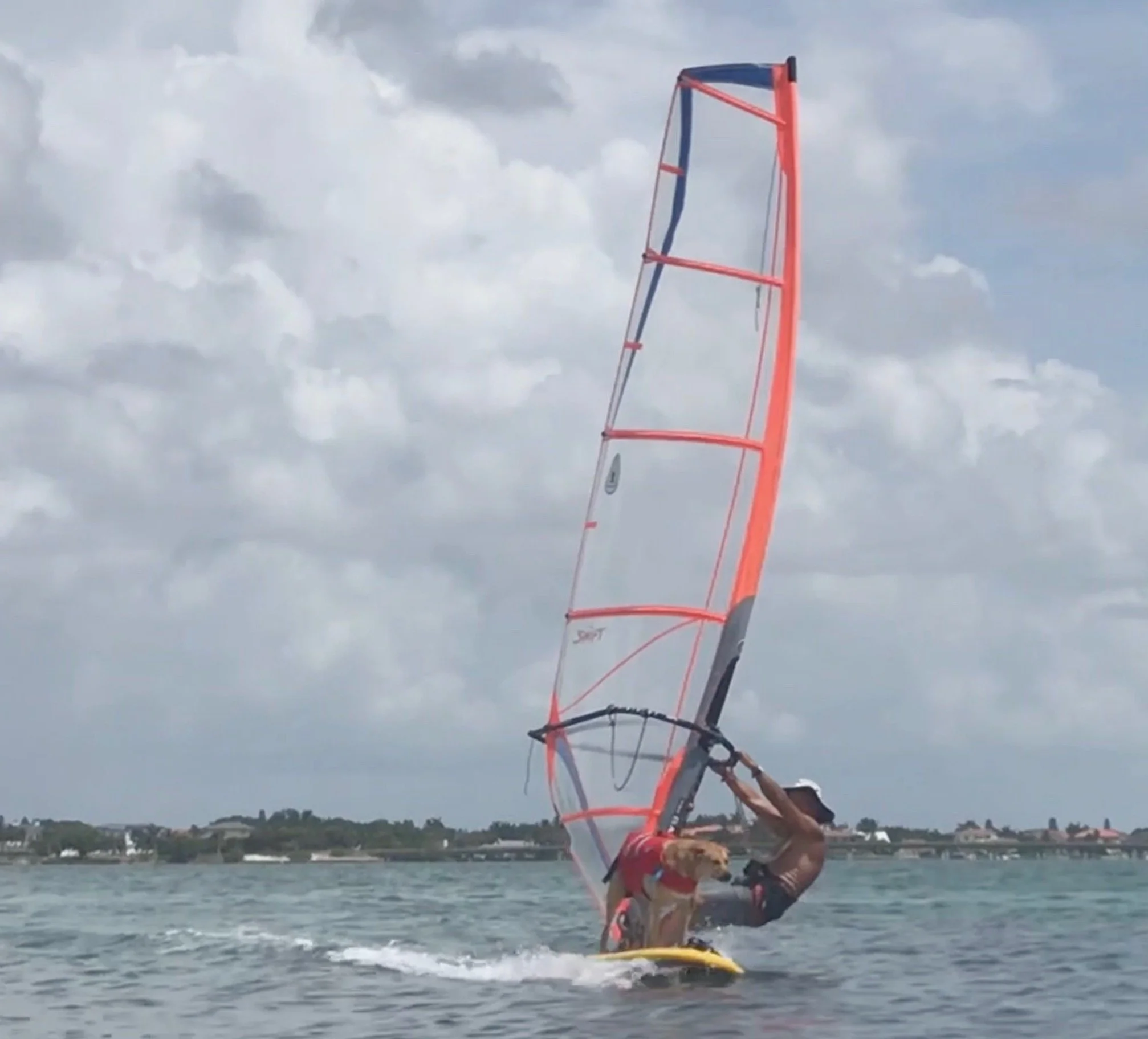 Your coach board sailing with his pooch -  Carter.