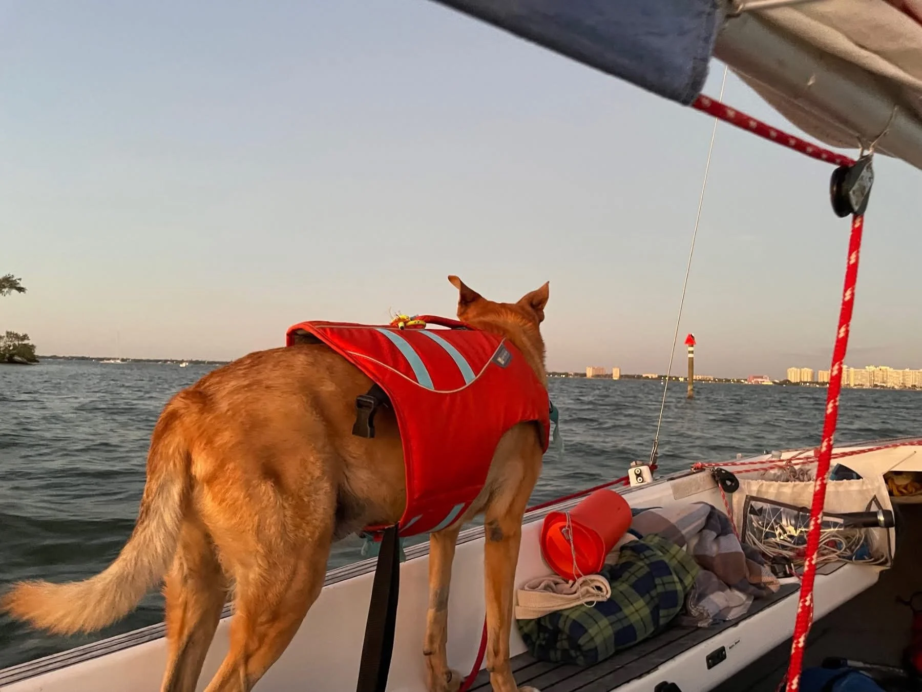 My Carolina dog, Carter keeping an eye on the channel markers.