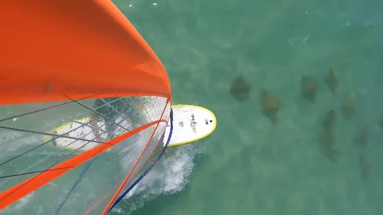 Sailing with a squadron of young manta rays- South Lido Beach