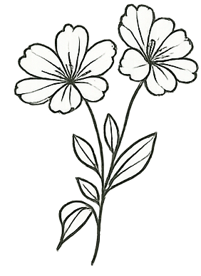 Black and white drawing of a flowering plant with two large blooms and multiple leaves.
