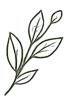 Drawing of a leafy branch with multiple green leaves