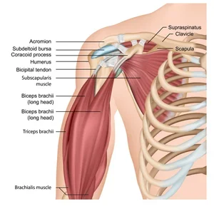 Rotator Cuff Tear: Do I Need Surgery?