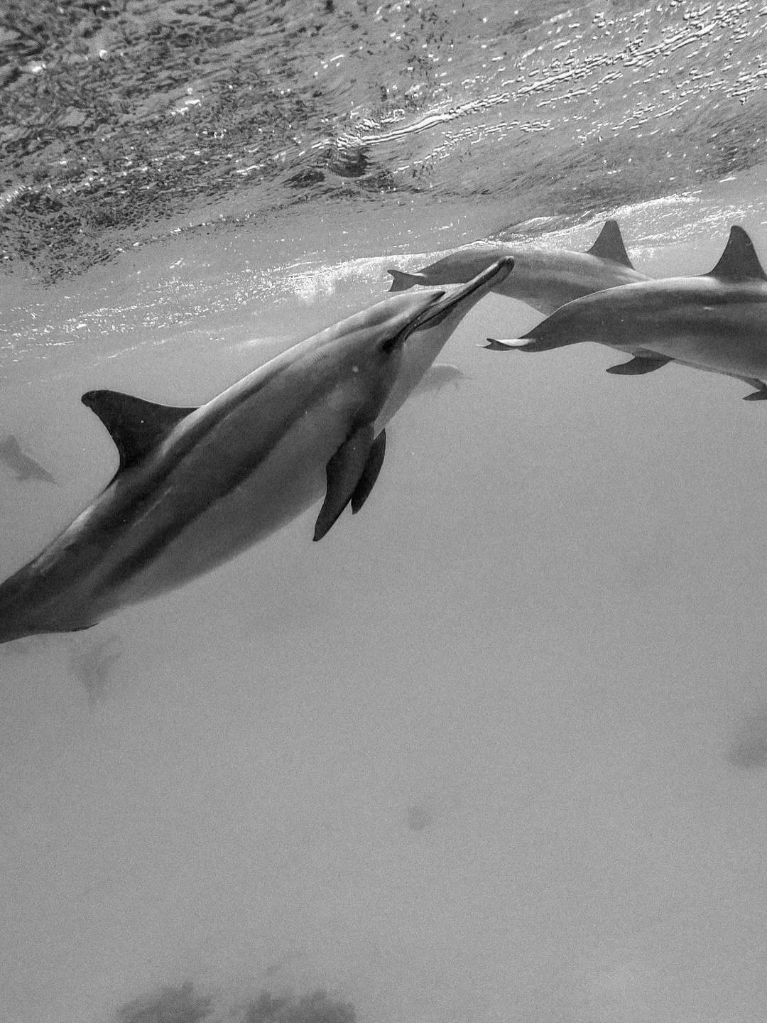 Colour of BW? 

Some dolphin captures from dolphin temple of Sataya. Gosh I love these beings so so much 🥹 and it brings me so much joy just to go through all the videos and pictures again 🥹🥹

Truly grateful for every single moment I&rsquo;ve got 