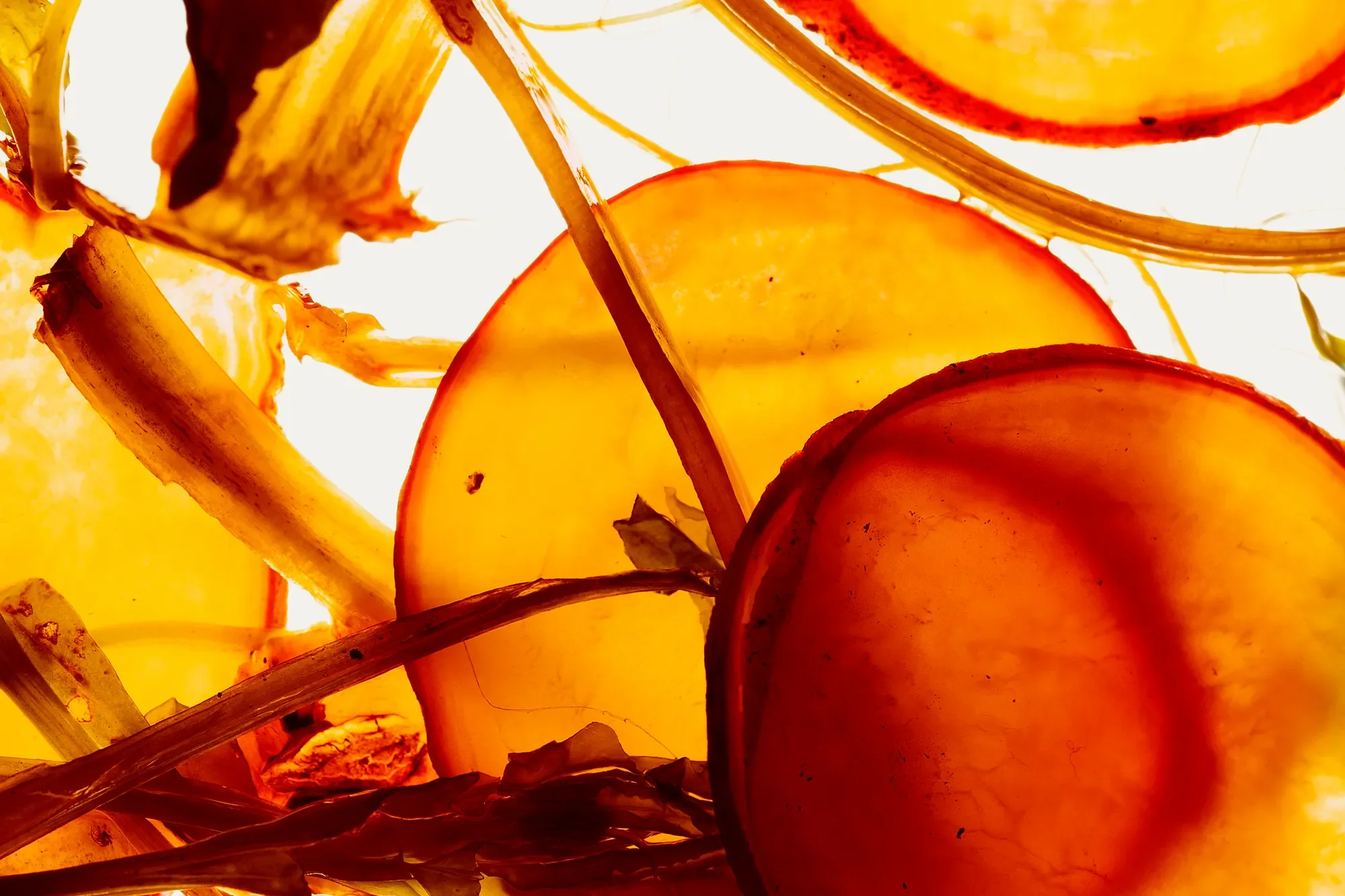 Territorial Field 04 / Section 1 : Cross-Cut Shin