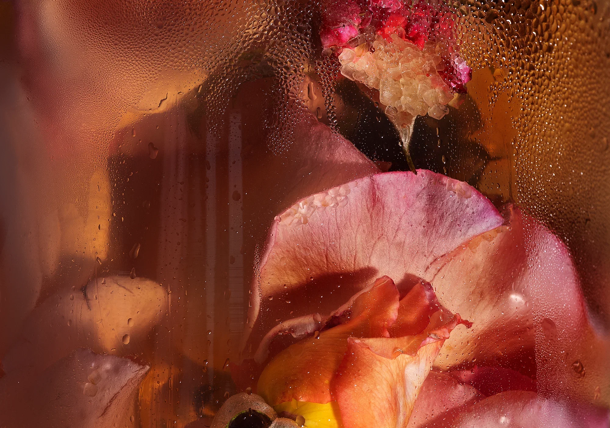 Wear a Gold Crown and Eat Turkish Delight / Rosa spp., Saccharum officinarum