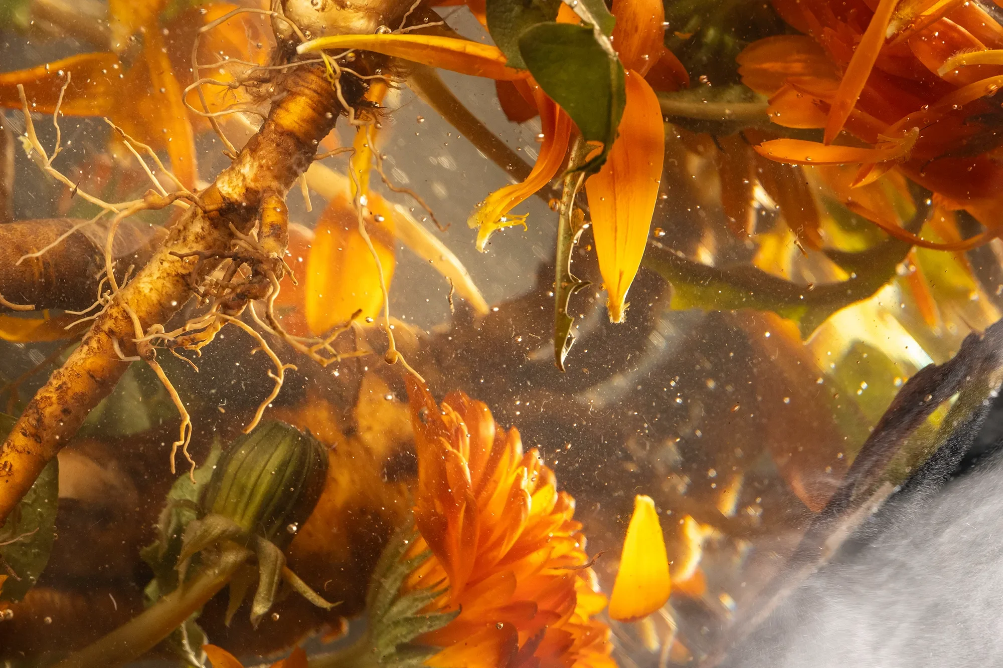 Underwater scene with orange flowers, green leaves, and visible plant roots submerged in water.