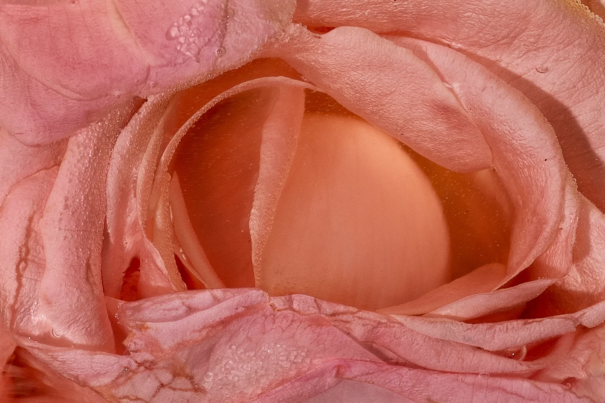 Turkish Delight, please your Majesty / Rosa spp., Saccharum officinarum