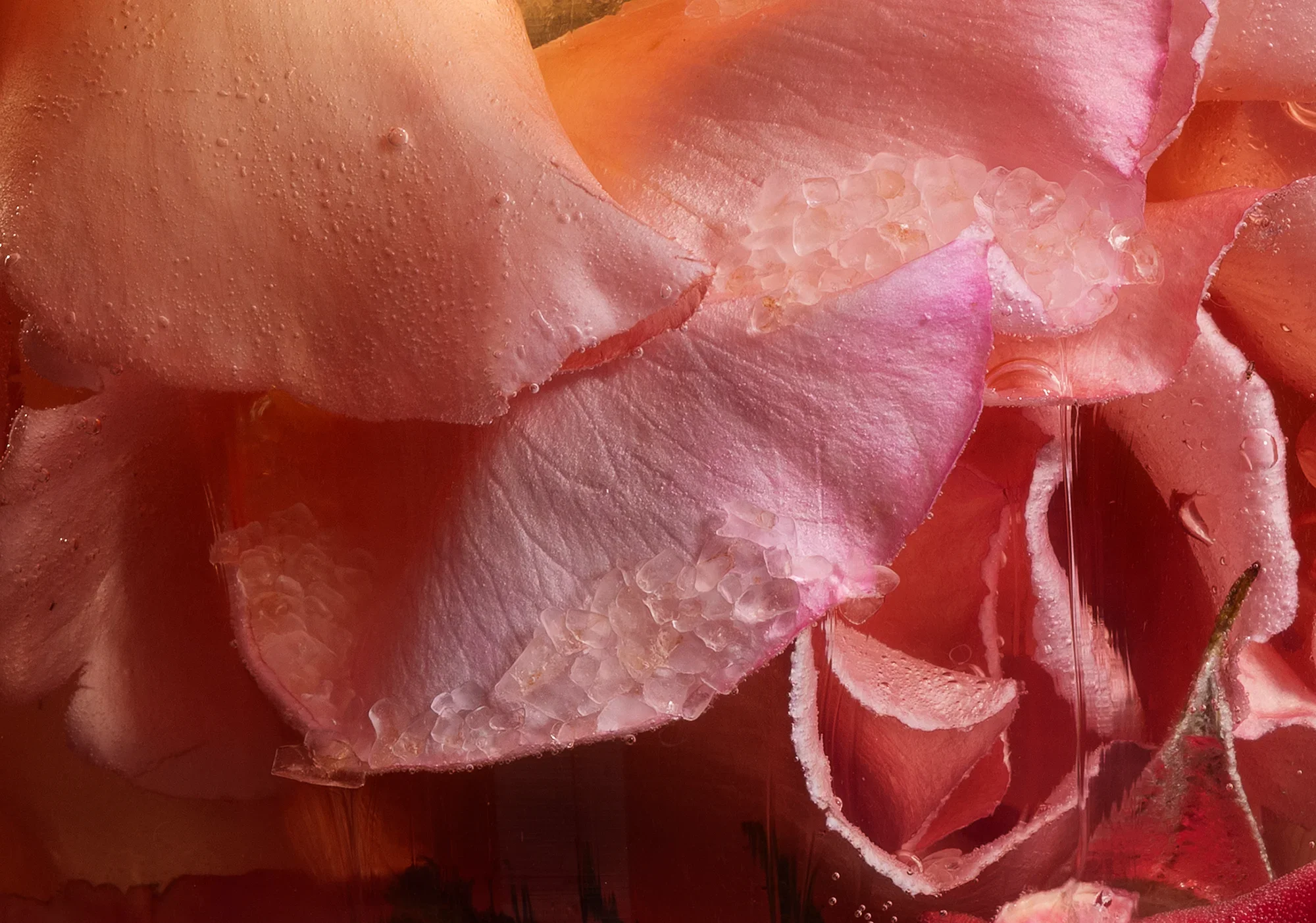 Shovel Down Turkish Delight / Rosa spp., Saccharum officinarum