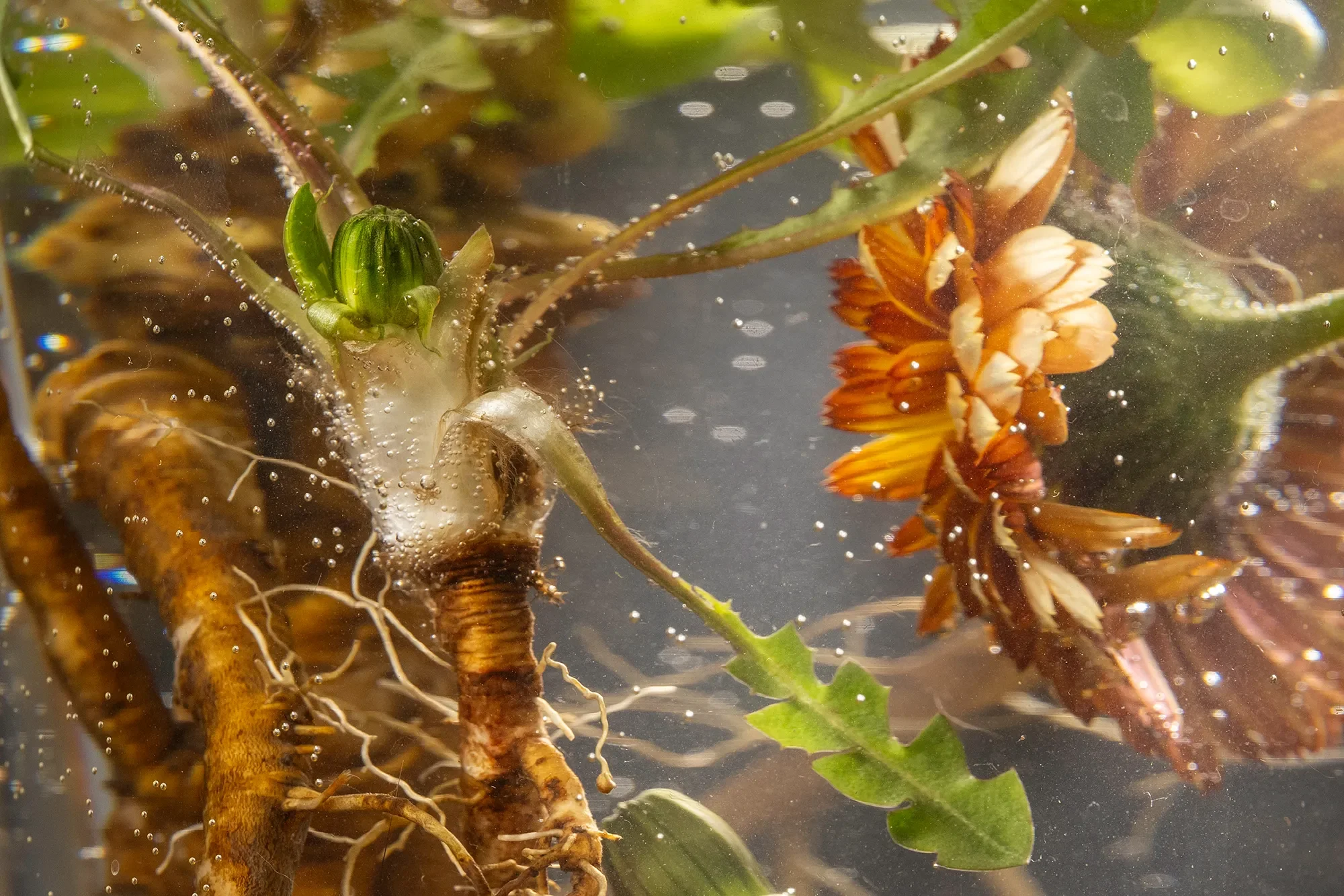 A close-up of plants and roots submerged in water, including a green sprout, brown roots, and orange flowers.