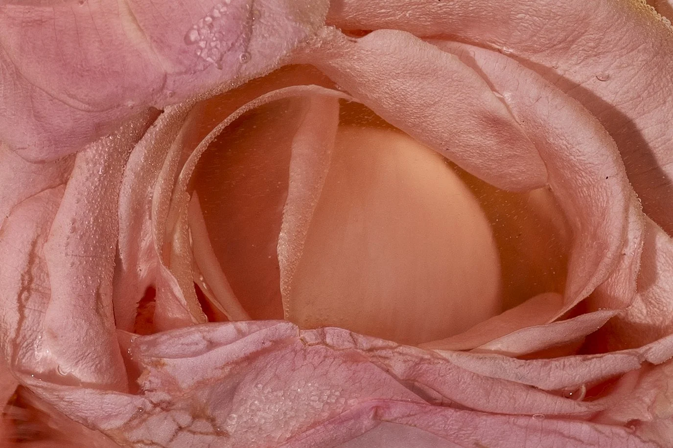 Inside the City of Ladies | The Essay