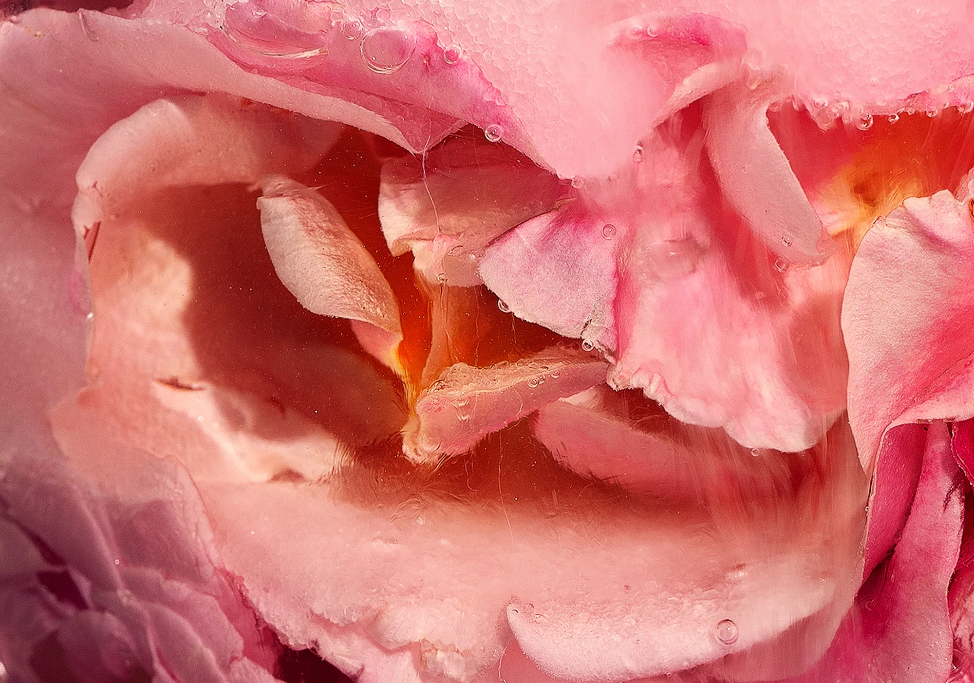 Whole Rooms of Turkish Delight / Rosa spp., Saccharum officinarum