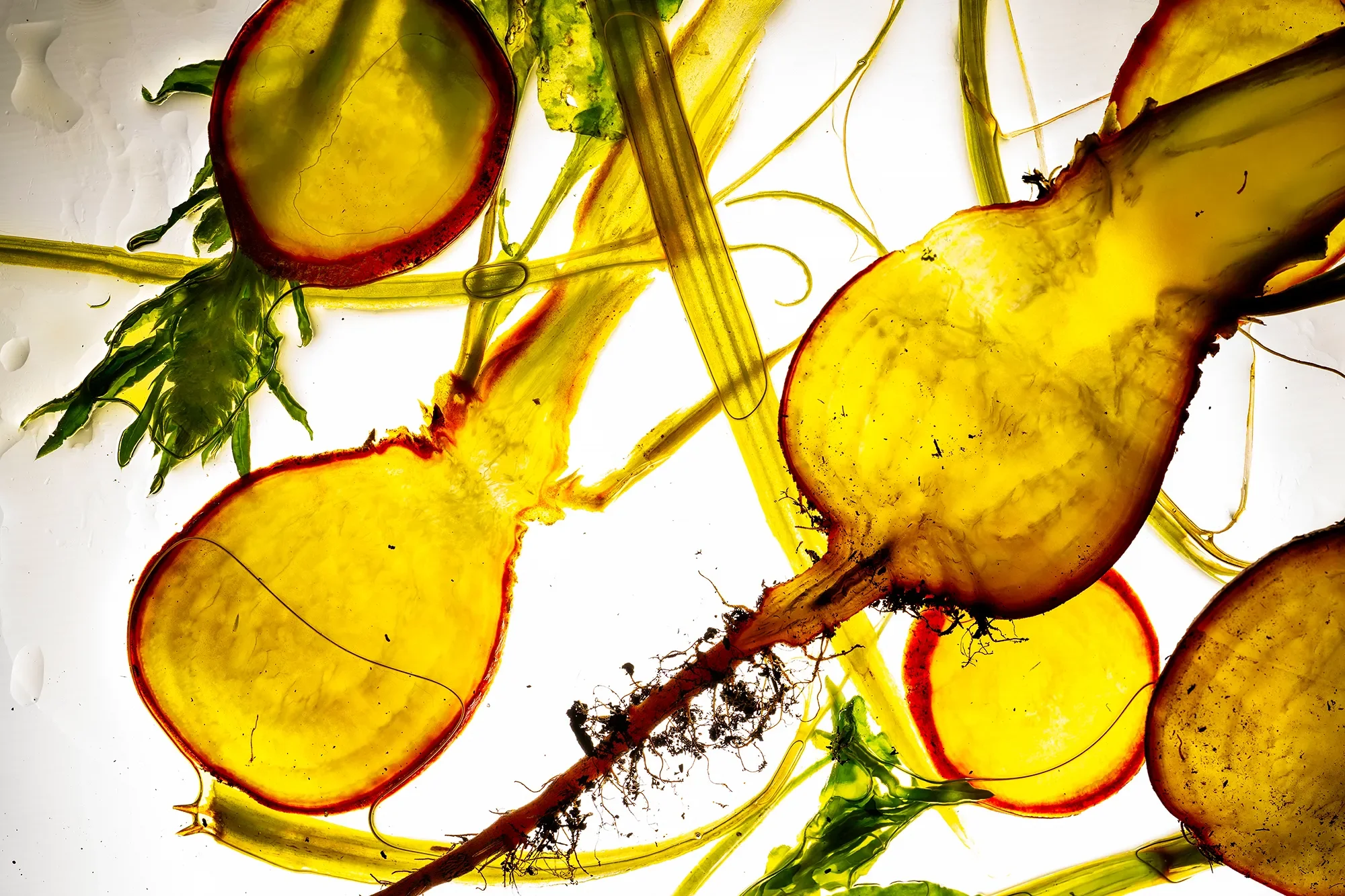 Close-up of sliced plants and green leafy vegetables on a bright light background.