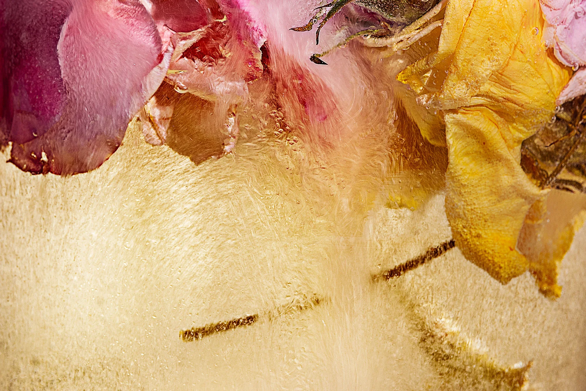 The Snow was Melting in Earnest / Rosa spp., Saccharum officinarum