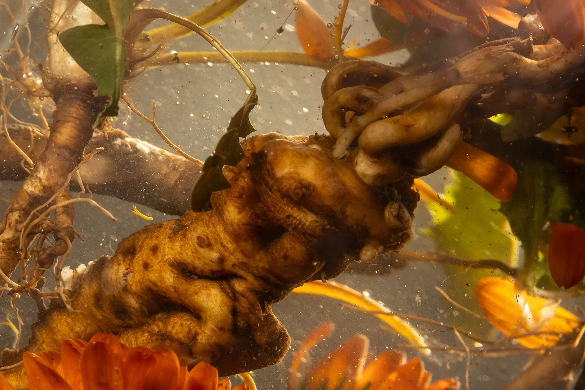 A root or tuber underwater surrounded by aquatic plants and orange flowers.