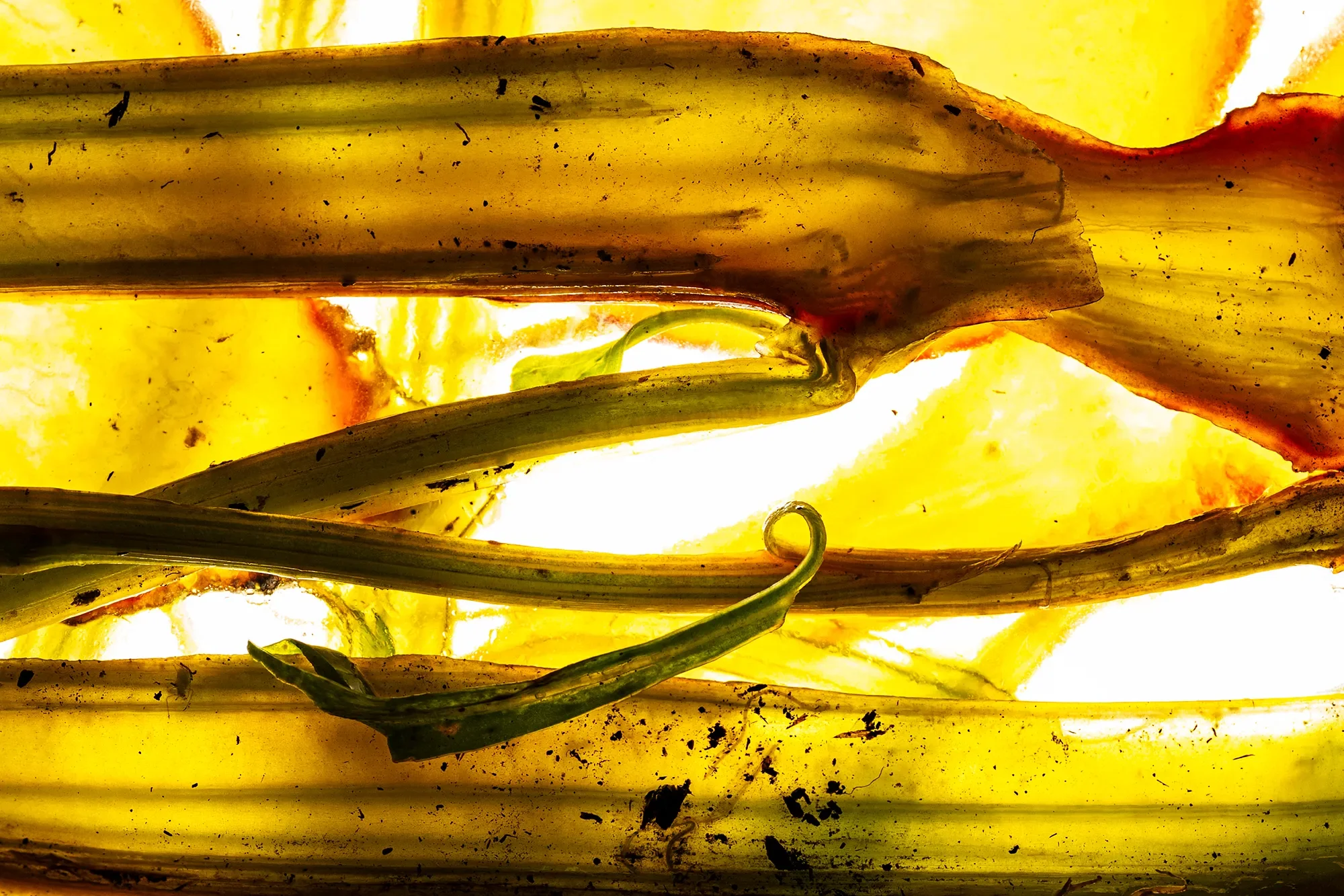 Close-up of plants with dirt and green sprout visible, backlit to emphasize yellow and green colors.