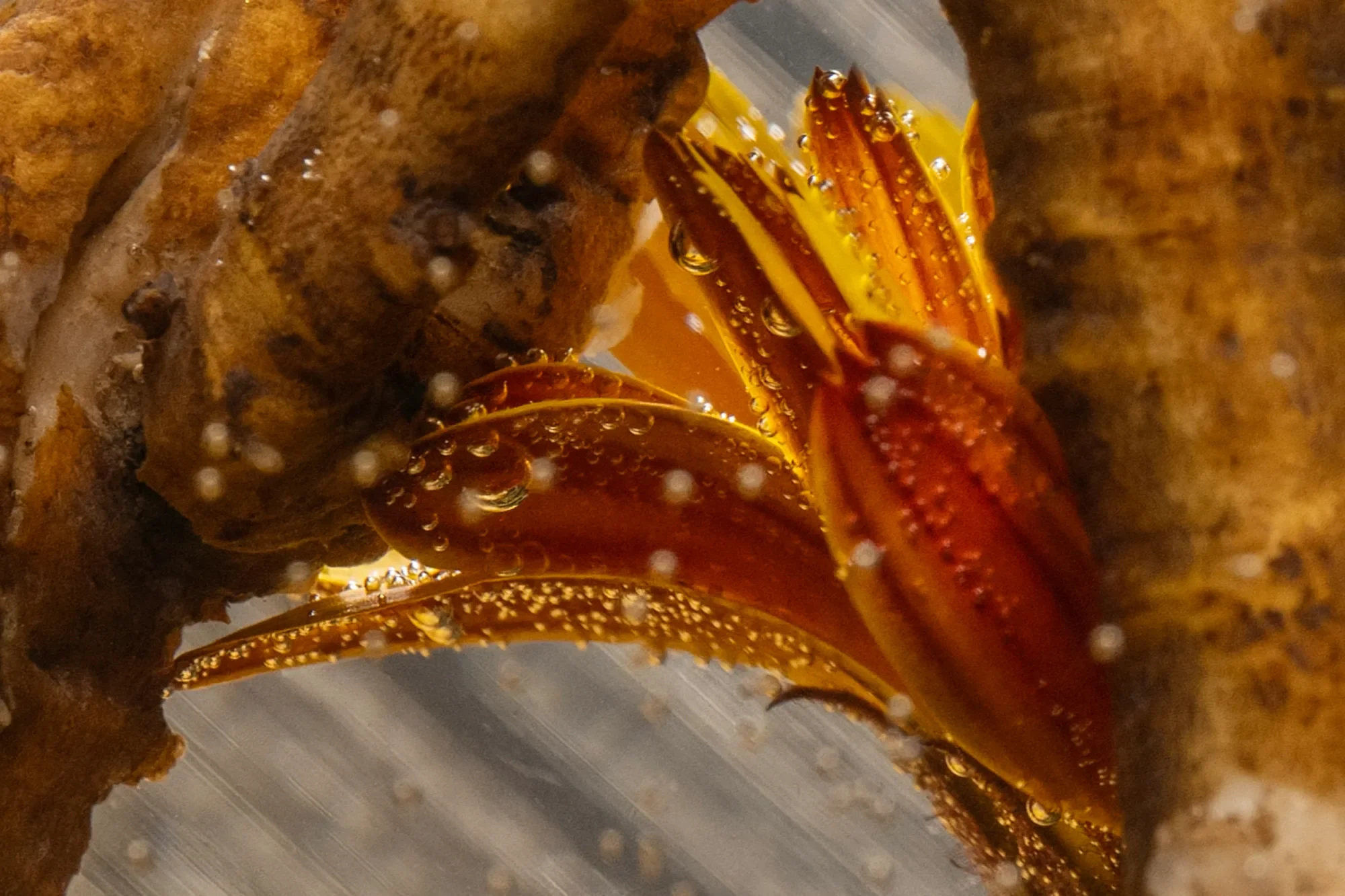 Close-up of a crab hiding among rocks, with bubbles on its red and orange shell.